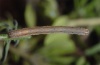 Idaea seriata: Half-grown larva (Schwäbisch Gmünd 2010) [M]