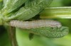 Colostygia sericeata: Halbwüchsige Raupe (e.o. Kroatien, Dalmatien, Biokovo, Weibchen im Oktober 2015) [S]