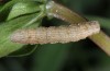 Colostygia sericeata: Raupe (e.o. Kroatien, Dalmatien, Biokovo, Weibchen im Oktober 2015) [S]