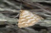 Idaea sericeata: Adult (Costa Verde, Sardinia, late May 2012) [N]