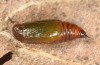 Pterapherapteryx sexalata: Pupa (e.l. Lech valley, N-Tyrol, Larva in September 2013) [S]