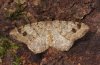 Adult (e.l. eastern Swabian Alb, Southern Germany 2010)