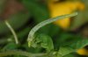 Ecliptopera silaceata: Young larva (eastern Swabian Alb, Southern Germany, September 2010) [M]