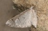 Dyscia simplicaria: Weiblicher Falter (e.l. Zypern, NE Paphos, 600m, Raupe Ende Februar 2017) [S]