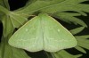 Thetidia smaragdaria: Adult (e.l. Hautes-Alpes, France, larva in September 2013) [S]