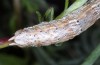 Synopsia sociaria: Larva (Val Senales, South Tyrol, early May 2015) [M]