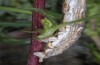 Synopsia sociaria: Larva (Val Senales, South Tyrol, early May 2015) [M]