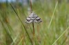 Carsia sororiata: Weibchen (Kempter Wald, 10. Juli 2021) [N]