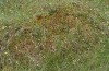 Carsia sororiata: Larvalhabitat (Kempter Wald, Juni 2021) [N]