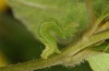 Anticollix sparsata: Half-grown larva (Memmingen, early July 2011) [M]
