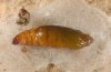 Charissa staudingeri: Pupa (e.l. rearing, Greece, Itea near Delphi, larva in early May 2016) [S]