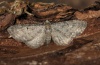 Eupithecia subfuscata: Falter (e.l. Nordschwarzwald 2011) [S]