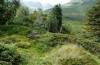 Rheumaptera subhastata: Larvalhabitat im Silvrettagebiet in etwa 1800m NN (Ende August 2013) [N]