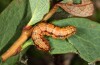 Rheumaptera subhastata: Larva (W-Austria, Silvretta, August 2013) [M]