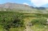 Rheumaptera subhastata: Larval habitat in the Silvretta (August 2013) [N]