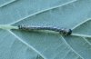 Abraxas sylvata: halbw�chsige Raupe