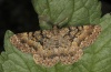 Selidosema taeniolaria: Männche (e.l. Provence 2011) [S]