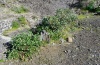 Eupithecia tenerifensis: Larval habitat with Rumex lunaria in La Palma in December 2012 [N]