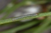 Isturgia tennoa: Young larva (La Gomera, Alojera, February 2013) [M]