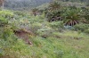 Isturgia tennoa: Habitat above Alojera (La Gomera, February 2013) [N]