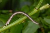 Scopula ternata: Larva (lake Ammersee, S-Bavaria, May 2013) [M]