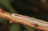 Eulithis testata: Larva (S-Germany, Kempter Wald, late June 2021) [S]