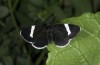 Baptria tibiale: Adult (e.l. rearing, northern Alps) [S]