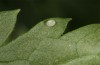Baptria tibiale: Egg (northern Alps, 30.06.2018) [M]