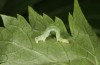Baptria tibiale: L3 larva (e.l. rearing, northern Alps) [S]