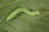 Baptria tibiale: L3 larva in moult rest (e.l. rearing, northern Alps) [S]