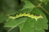 Baptria tibiale: Larva (e.l. rearing, northern Alps) [S]