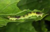 Baptria tibiale: Larva (e.l. rearing, northern Alps) [S]