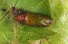 Baptria tibiale: Pupa (e.l. rearing, northern Alps) [S]