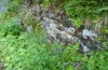 Baptria tibiale: Larval habitat (northern Alps, 30.06.2018) [N]