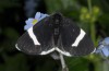 Baptria tibiale: Adult (e.l. rearing, northern Alps) [S]