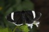 Baptria tibiale: Adult (e.l. rearing, northern Alps) [S]