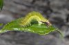 Philereme transversata: Larva [M]