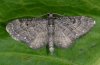 Eupithecia tripunctaria: Falter [S]