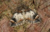 Chloroclysta truncata: Adult (e.l. northern Black Forest 2012) [S]