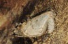 Chloroclysta truncata: Adult (e.l. northern Black Forest 2012) [S]