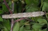 Crocallis tusciaria: Larva (breeding photo, material from Greece,  Thrakia, Evros-Esimi, Weibchen 2013 leg. Thomas Müller, breeding 2015) [S]