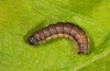 Rheumaptera undulata: Larva (NW-Italy, Alpi Graie, Punta Verzel, Sta. Elisabetta, September 2017) [S]
