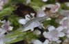 Eupithecia valerianata: Jungraupe (Schwäbisch Gmünd) [M]