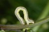 Phibalapteryx virgata: Half-grown larva [S]