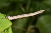 Horisme vitalbata: Larva (e.l. Switzerland, Valais, Stalden, larva in early July 2019) [S]
