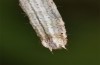 Horisme vitalbata: Larva (e.l. Switzerland, Valais, Stalden, larva in early July 2019) [S]