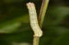 Horisme vitalbata: Half-grown larva (Switzerland, Valais, Stalden, early July 2019) [S]