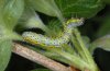 Macaria wauaria: Larva [S]