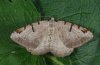 Macaria wauaria: Falter (e.l. Ostalb) [S]