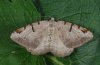 Macaria wauaria: Adult (e.l. eastern Swabian Alb, Southern Germany) [S]